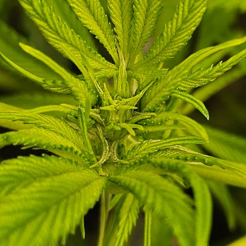 Blueberry Pancakes growlog timeline photo