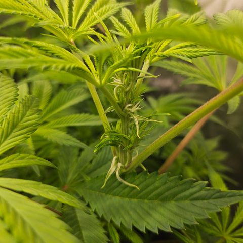 Blueberry Pancakes 2 growlog timeline photo