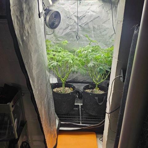 Blueberry Pancakes growlog timeline photo