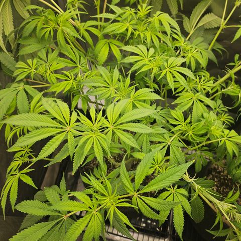 Blueberry Pancakes growlog timeline photo