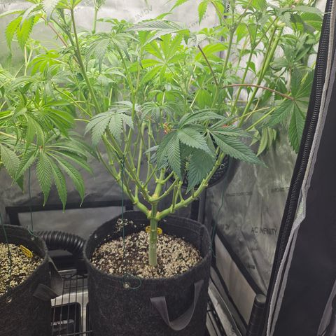 Blueberry Pancakes 2 growlog timeline photo