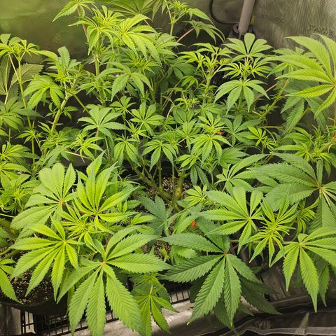 Blueberry Pancakes 2 growlog timeline photo