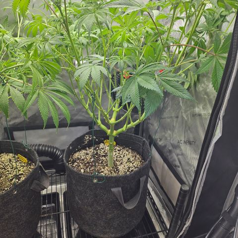 Blueberry Pancakes 2 growlog timeline photo