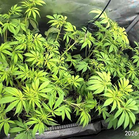 Blueberry Pancakes growlog timeline photo