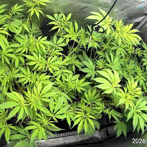 Blueberry Pancakes growlog timeline photo