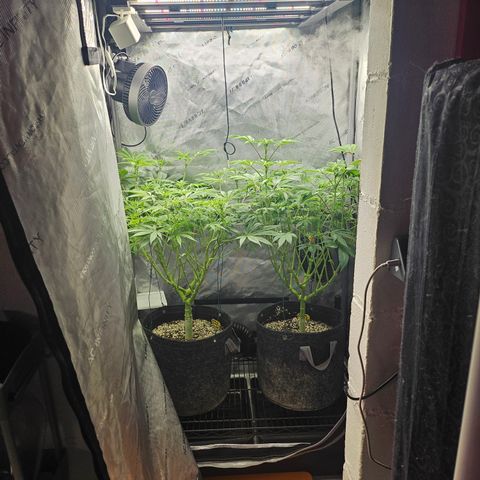 Blueberry Pancakes growlog timeline photo