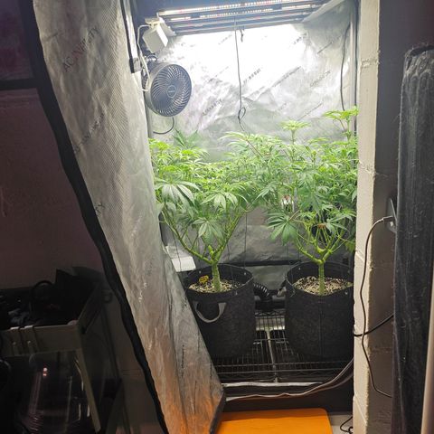 Blueberry Pancakes growlog timeline photo