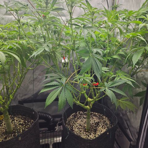 Blueberry Pancakes 2 growlog timeline photo