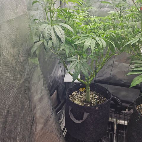 Blueberry Pancakes growlog timeline photo