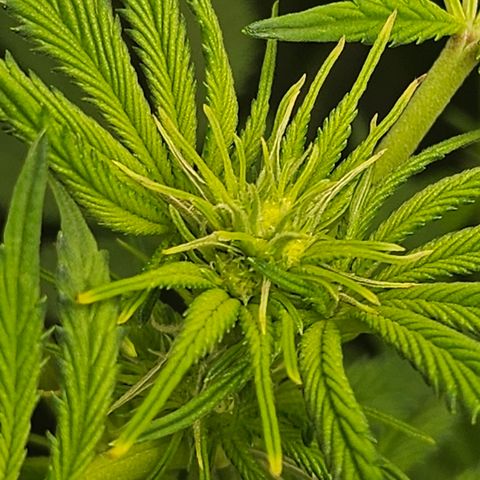 Blueberry Pancakes growlog timeline photo