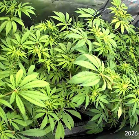 Blueberry Pancakes growlog timeline photo