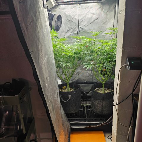 Blueberry Pancakes growlog timeline photo