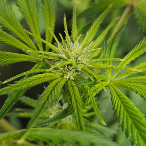 Blueberry Pancakes growlog timeline photo