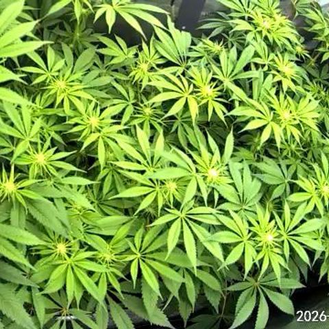 Blueberry Pancakes growlog timeline photo