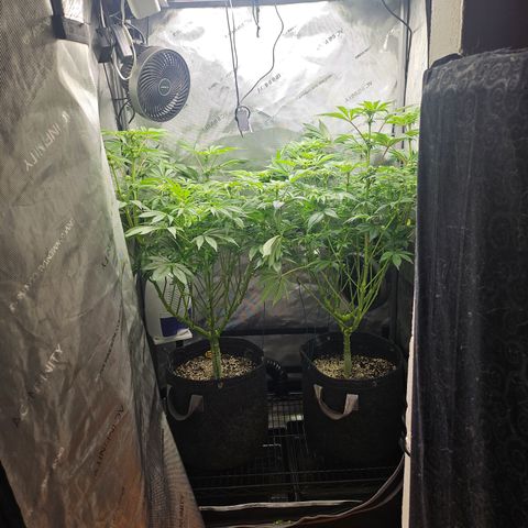 Blueberry Pancakes growlog timeline photo