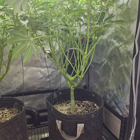 Blueberry Pancakes 2 growlog timeline photo