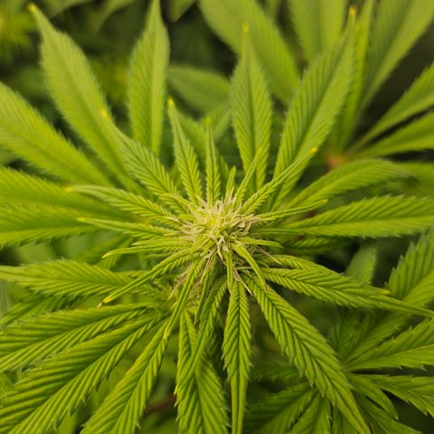 Blueberry Pancakes 2 growlog timeline photo