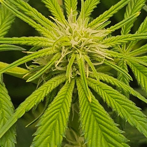 Blueberry Pancakes growlog timeline photo