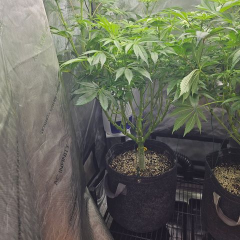 Blueberry Pancakes growlog timeline photo