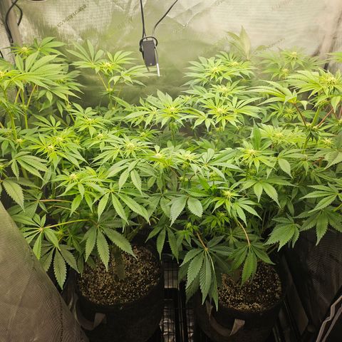 Blueberry Pancakes growlog timeline photo