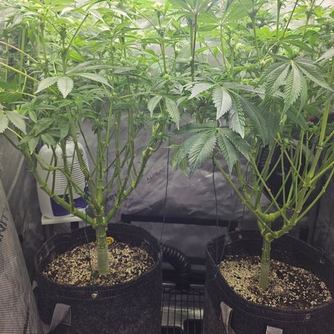 Blueberry Pancakes growlog timeline photo