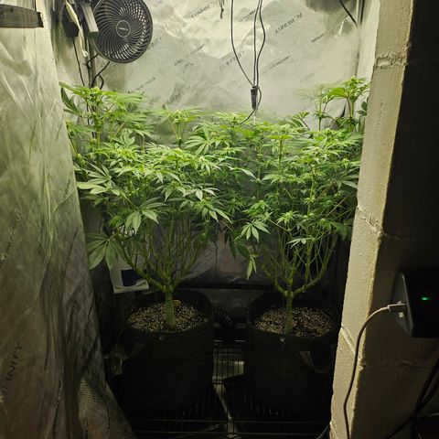 Blueberry Pancakes growlog timeline photo