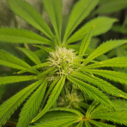 Blueberry Pancakes growlog timeline photo