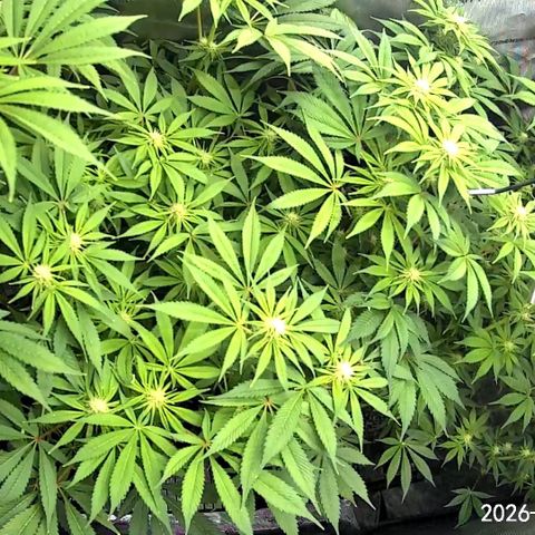 Blueberry Pancakes growlog timeline photo