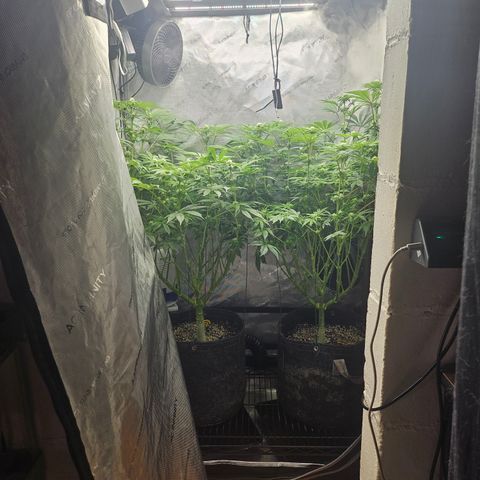 Blueberry Pancakes growlog timeline photo