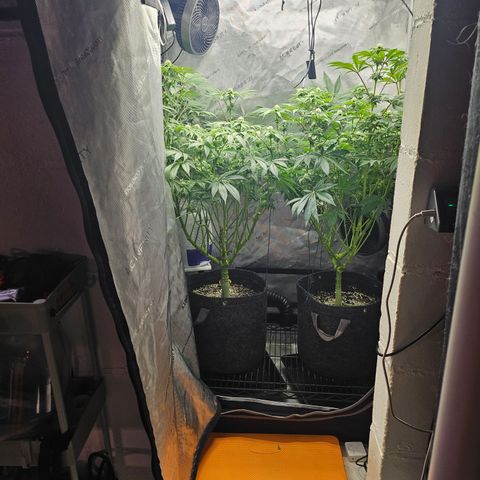 Blueberry Pancakes growlog timeline photo