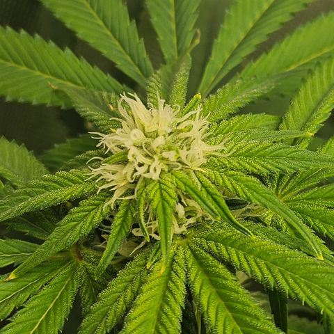 Blueberry Pancakes growlog timeline photo