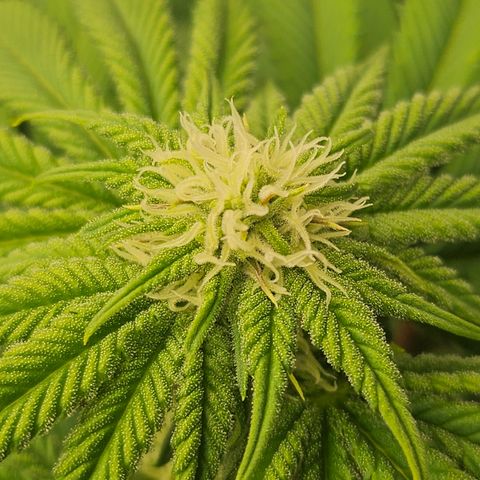 Blueberry Pancakes 2 growlog timeline photo