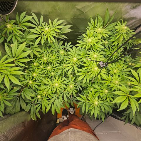 Blueberry Pancakes growlog timeline photo