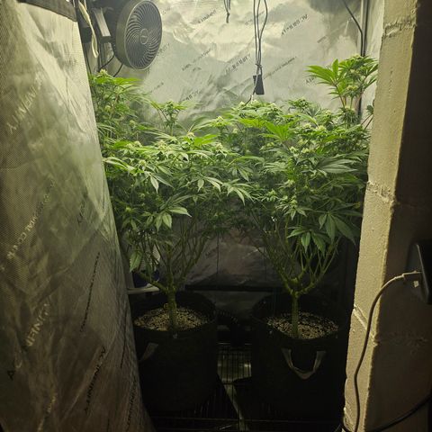 Blueberry Pancakes growlog timeline photo