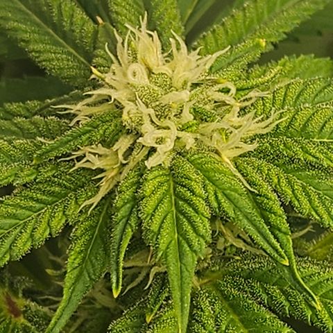 Blueberry Pancakes growlog timeline photo