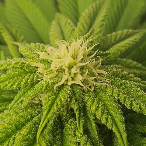Blueberry Pancakes 2 growlog timeline photo
