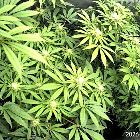 Blueberry Pancakes growlog timeline photo