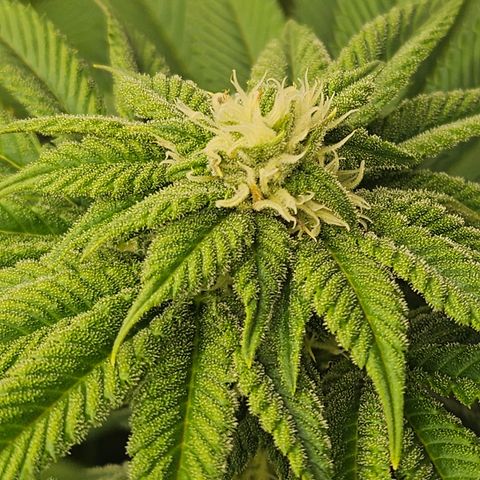 Blueberry Pancakes 2 growlog timeline photo