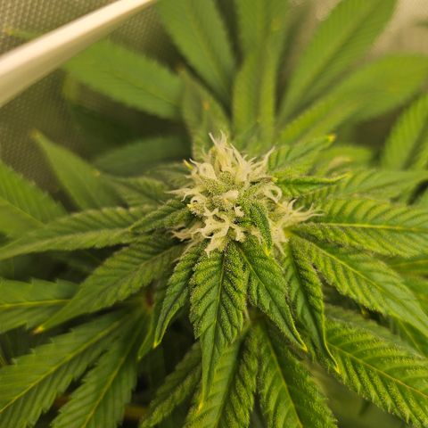 Blueberry Pancakes growlog timeline photo