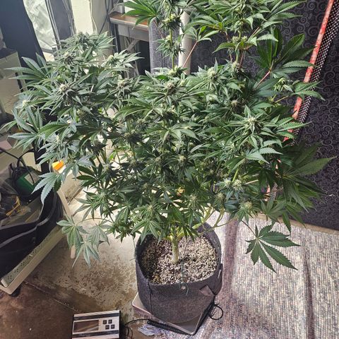 Blueberry Pancakes 2 growlog timeline photo
