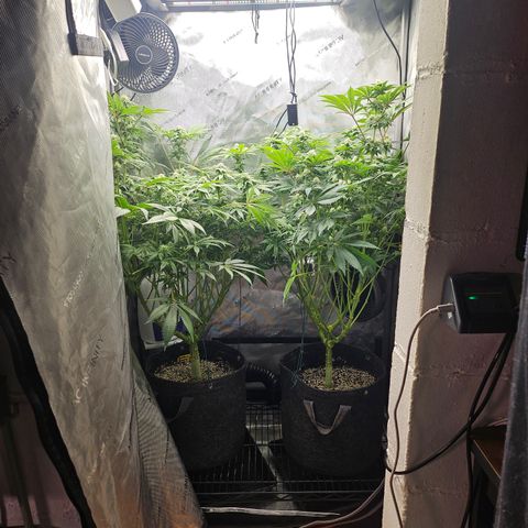 Blueberry Pancakes growlog timeline photo