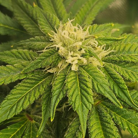 Blueberry Pancakes growlog timeline photo