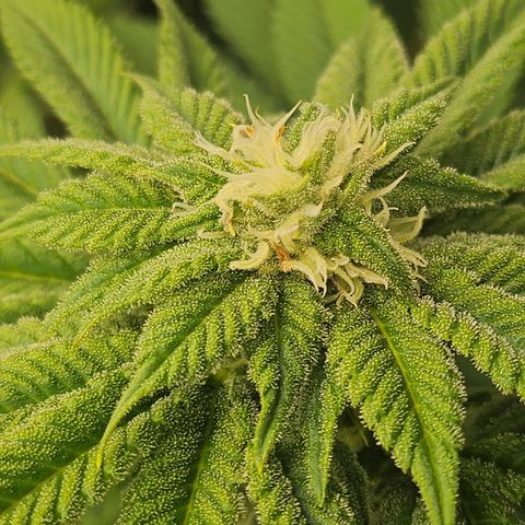 Blueberry Pancakes 2 growlog timeline photo