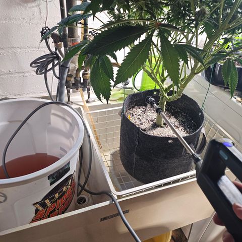 Blueberry Pancakes growlog timeline photo