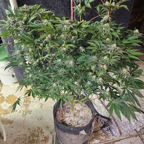 Blueberry Pancakes 2 growlog timeline photo