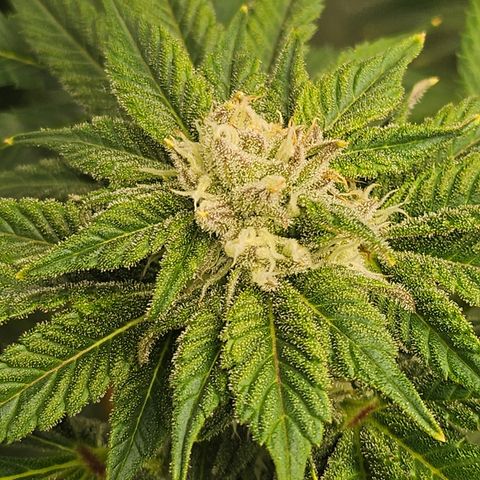 Blueberry Pancakes growlog timeline photo