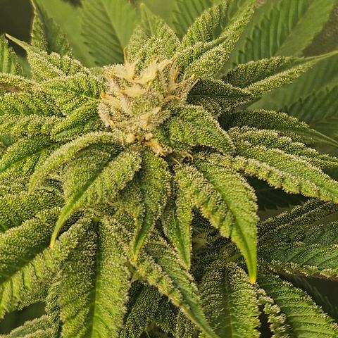 Blueberry Pancakes 2 growlog timeline photo