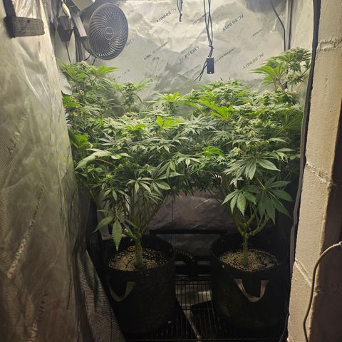 Blueberry Pancakes growlog timeline photo