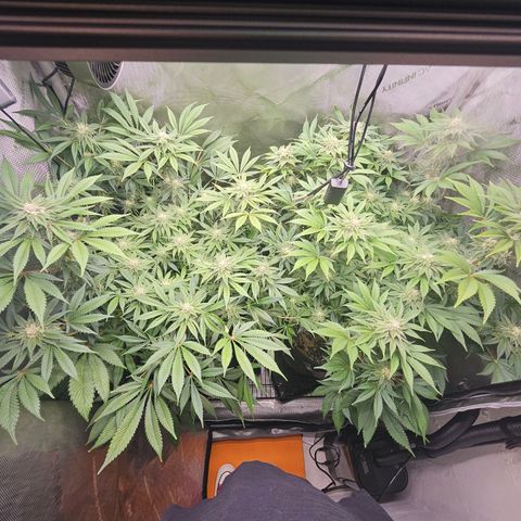 Blueberry Pancakes growlog timeline photo