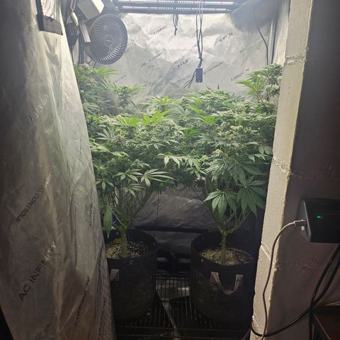 Blueberry Pancakes growlog timeline photo